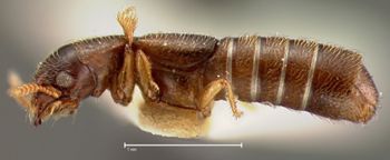 Media type: image;   Entomology 27500 Aspect: habitus lateral view